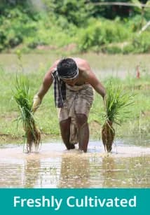 Freshly Cultivated: Farmer transplanting crops in a wet field